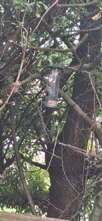 Bird box in the Hive garden